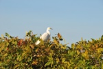 nt1_5721__512_.jpg