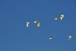 nt1_5721__517_.jpg