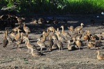 Whistling Ducks