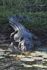 No aligators, just crocodiles