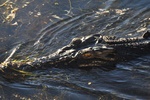nt1_5721__601_.jpg