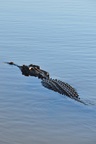 nt1_5721__621_.jpg