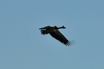 Magpie Goose