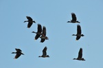 nt1_5721__658_.jpg