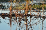nt1_5721__663_.jpg