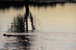 The crocodiles are up and about