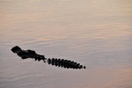 nt1_5721__77_.jpg