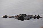 nt1_5721__80_.jpg