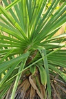 These pandanus trees grown in a spiral