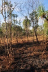 Scorched earth
