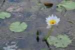 nt1_5721__867_.jpg