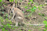 nt1_5721__876_.jpg