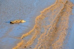 nt1_5721__879_.jpg
