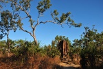 nt1_5722__20_.jpg