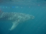 img_3447.jpg