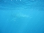 Whaleshark!