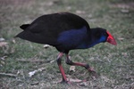 nz0_3726.jpg