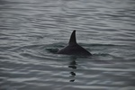 Bottlenose Dolphins at Monkey Mia