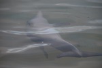 nz0_3910.jpg