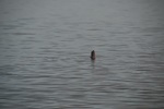 nz0_3912.jpg