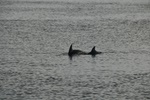 nz0_3930.jpg
