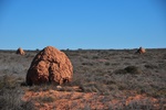 Termite mounds dot the landscape