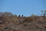 Emus!