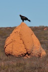 And an eagle