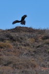 nz0_3978.jpg
