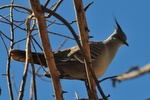 And odd pidgeons
