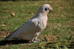 nz0_3989.jpg