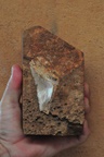 1.5 million year old shark tooth