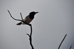 nz0_4003.jpg