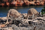 Rock Wallabies
