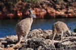 nz0_4013.jpg