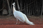 The Sandfire Roadhouse is more a zoo than caravan park but a great place to stop nonetheless