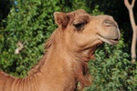 nz0_4134.jpg