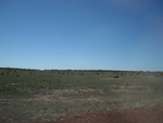 Millions of termite mounds around here