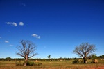 Boab trees