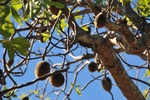 Fruit of a Boab