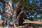 This Boab is 1500 to 2000 years old